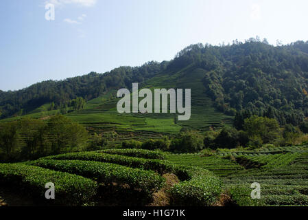 Teeplantage in der Provinz Fujian, China Stockfoto