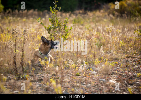 Deutscher Schäferhund in einem sonnigen Feld zur Festlegung Stockfoto
