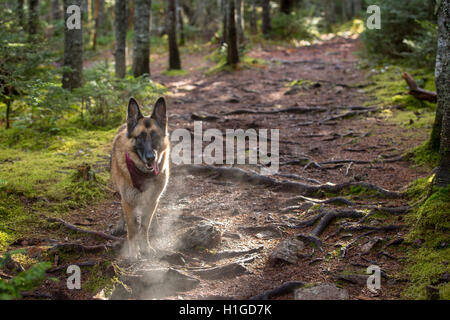 Deutscher Schäferhund stehend und keuchend in den Wäldern während auf einer Wanderung. Stockfoto