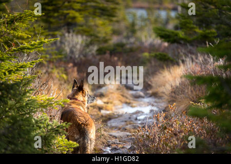 Deutscher Schäferhund stoppen auf einem Trail im Wald, abseits wachsam und auf der Suche zur Seite. Stockfoto
