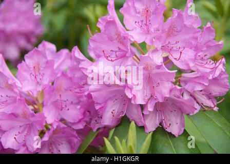 Lila Rhododendron Blüte Strauch mit voller Blüten Stockfoto