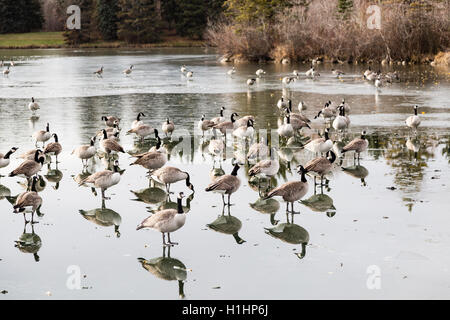 Kanadische Gänse ruhen während ihrer Wanderung in den Süden von Edmonton, Alberta, Kanada, auf einem gefrorenen See Stockfoto