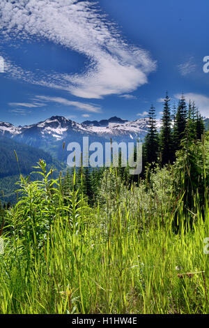 Einen lebendigen Kontrast mit Bergen und Pflanzen in einem schönen Tag Wanderweg durch Brandywine Wiese, Whistler, BC, Kanada Stockfoto