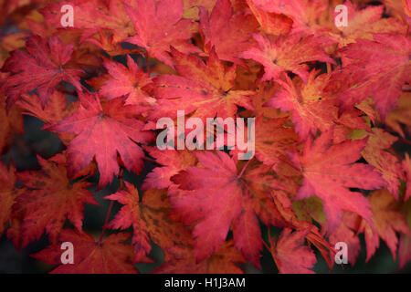 Rote Blätter von koreanischen Ahorn (Acer Pseudosieboldianum). Stockfoto