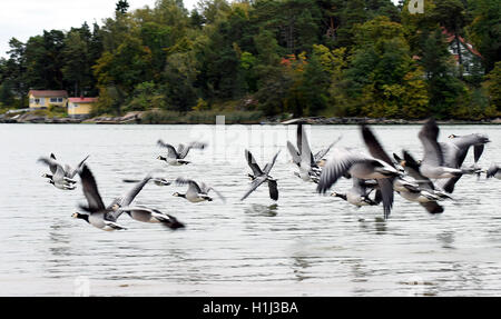 Weißwangengans, fliegen über Meer in Turku, Finnland. Stockfoto