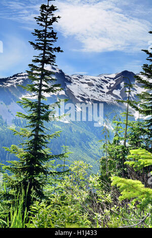 Schneebedeckte Berge hinter Wälder in einen schönen Tag Wanderweg durch Brandywine Wiese, Whistler, BC, Kanada Stockfoto