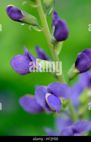 Indigolupine, Baptisia australis Stockfoto