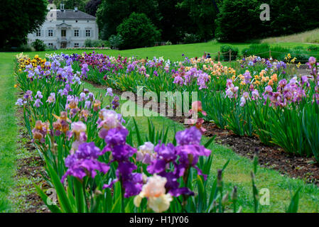 Garten der Villa Merian, Basel, Gruen 80, Deutsche Iris, Schweiz Stockfoto