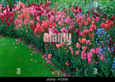 Loewenmaeulchen, Antirrhinum majus Stockfoto