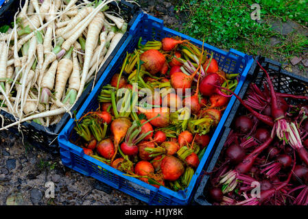 Rote Bete Und Petersilienwurzel in Koerben, Beta Vulgaris Vulgaris var. Conditiva, Petroselinum Crispum tuberosum Stockfoto