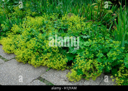 Frauenmantel, Alchemilla vulgaris Stockfoto