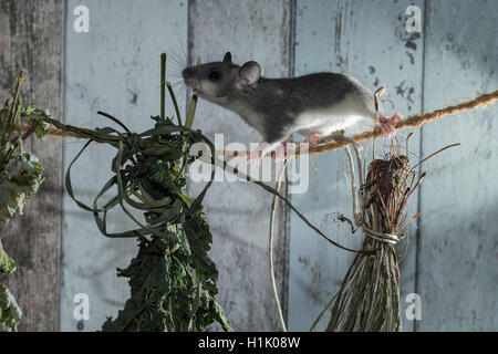 Fett Siebenschläfer, essbare Siebenschläfer, Klettern auf Linie mit Kräuter zum Trocknen (Glis Glis) Stockfoto