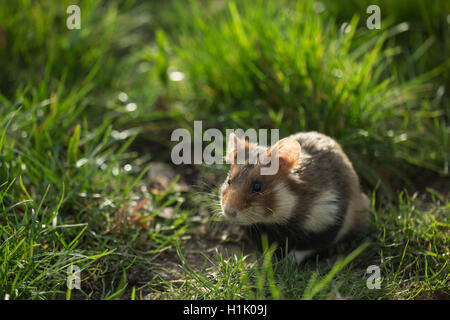 Europäischer Hamster, Erwachsener, Wien, Österreich, (Cricetus Cricetus) Stockfoto