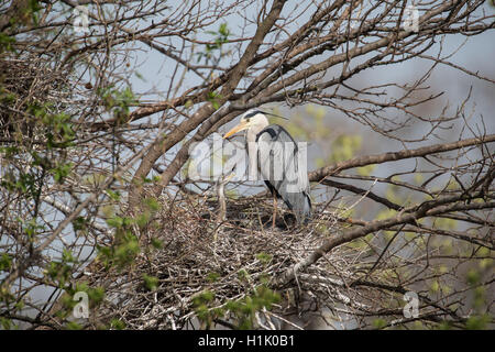 Graureiher auf Nest, Erwachsene mit Jugendkriminalität, Donau, Wien, Österreich, (Ardea Cinerea) Stockfoto