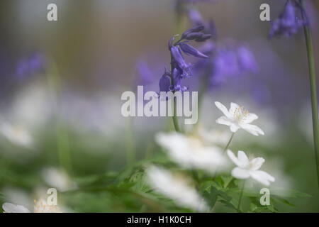 Glockenblumen und in Buche Wald, Hallerbos, Halle, Vlaams-Brabant, Belgien (Hyacinthoides non-Scripta) blühen Buschwindröschen (Anemone Nemorosa) Stockfoto