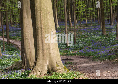 Glockenblumen und in Buche Wald, Hallerbos, Halle, Vlaams-Brabant, Belgien (Hyacinthoides non-Scripta) blühen Buschwindröschen (Anemone Nemorosa) Stockfoto