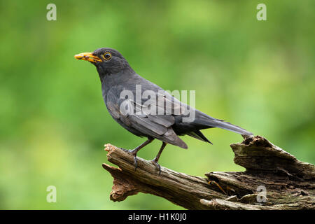 Männliche Amsel, Niedersachsen, Deutschland, (Turdus Merula) Stockfoto
