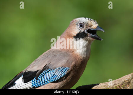 Jay, Niedersachsen, Deutschland, (Garrulus Glandarius) Stockfoto