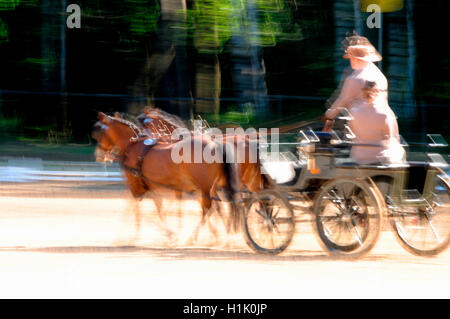 Welsh Mountain Pony, kombiniert fahren, Kutsche, Pferdesport, Kabelbaum, Gespann Stockfoto