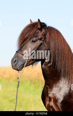 Islandpferd, Hengst Stockfoto