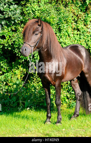 Islandpferd, Hengst Stockfoto