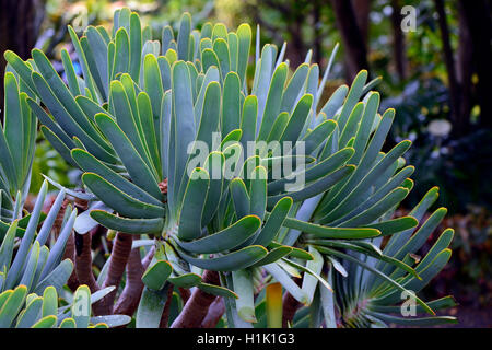 Aloe, (Kumara Plicatilis, Auch Aloe Plicatilis), Suedafrika Stockfoto