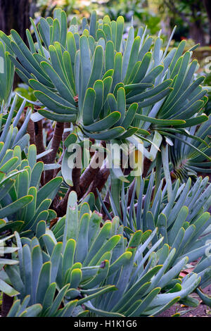 Aloe, (Kumara Plicatilis, Auch Aloe Plicatilis), Suedafrika Stockfoto