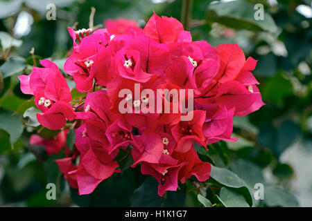 Drillingsblume (Bougainvillea Glabra), Suedamerika Stockfoto
