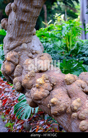 Charakteristische Beulen bin Stamm des Mexikanischen Korallenbaum (Erythrina Americana), Mittelamerika Stockfoto