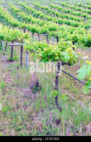 Alte Weinstöcke Im Orotava-Tal, Teneriffa, Kanarische Inseln, Spanien Stockfoto