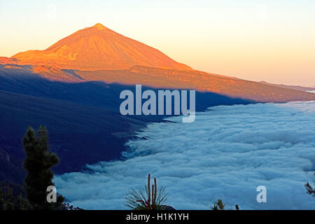 "Sonnenaufgang" bin Pico del Teide deutschen Passatwolken, Nationalpark Teide, Aussichtspunkt Chipeque, Teneriffa, Kanarische Inseln, Spanien Stockfoto