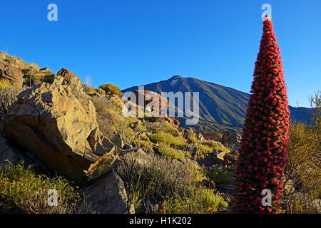 Roques de Garcia, Pico del Teide, Las Canadas, Wildprets Natternkopf (Echium Wildpretii), Teide-Nationalpark, UNESCO Weltnaturerbe, Teneriffa, Spanien Stockfoto