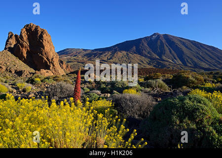 Roques de Garcia, Pico del Teide, Las Canadas, Wildprets Natternkopf (Echium Wildpretii), Teide-Nationalpark, UNESCO Weltnaturerbe, Teneriffa, Spanien Stockfoto