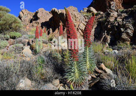 Wildprets Natternkopf (Echium Wildpretii), Teide-Nationalpark, Las Llanadas, Provinz Santa Cruz de Tenerife, Teneriffa, Kanaren, Spanien Stockfoto