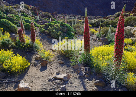 Wildprets Natternkopf (Echium Wildpretii), Teide-Nationalpark, Las Llanadas, Provinz Santa Cruz de Tenerife, Teneriffa, Kanaren, Spanien Stockfoto