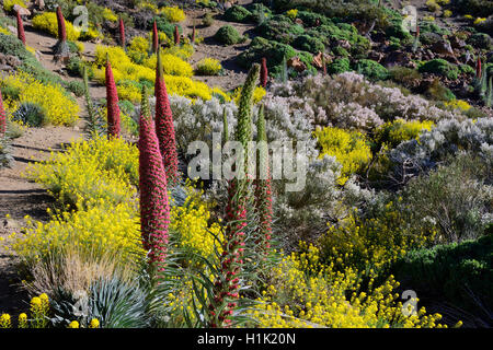 Wildprets Natternkopf (Echium Wildpretii), Teide-Nationalpark, Las Llanadas, Provinz Santa Cruz de Tenerife, Teneriffa, Kanaren, Spanien Stockfoto