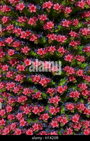 Wildprets Natternkopf (Echium Wildpretii), Teide-Nationalpark, Las Llanadas, Provinz Santa Cruz de Tenerife, Teneriffa, Kanaren, Spanien Stockfoto