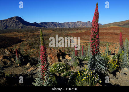 Wildprets Natternkopf (Echium Wildpretii), Teide-Nationalpark, Las Llanadas, Provinz Santa Cruz de Tenerife, Teneriffa, Kanaren, Spanien Stockfoto