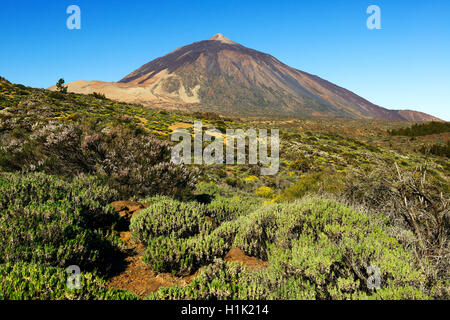 Vulkan Pico del Teide, Teide-Nationalpark, Parque Nacional de Las Canadas del Teide, Teneriffa, Kanarische Inseln, Spanien Stockfoto