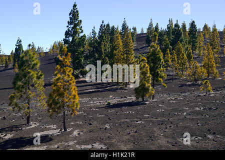 Kanarische Kiefern (Pinus Canariensis) in Vulkanlandschaft, Teide-Nationalpark, UNESCO Weltnaturerbe, Teneriffa, Kanarische Inseln, Spanien Stockfoto