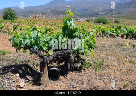 Alte Weinstoecke Im Orotava-Tal, Teneriffa, Kanarische Inseln, Spanien Stockfoto