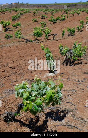 Alte Weinstoecke Im Orotava-Tal, Teneriffa, Kanarische Inseln, Spanien Stockfoto