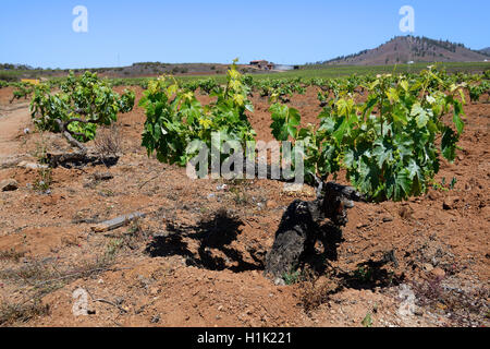 Alte Weinstoecke Im Orotava-Tal, Teneriffa, Kanarische Inseln, Spanien Stockfoto