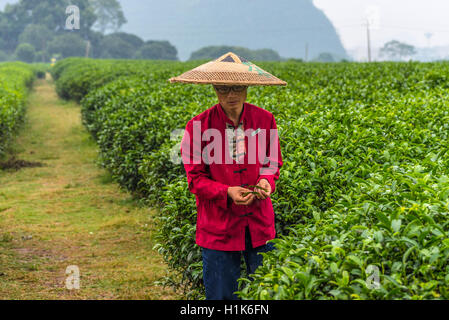 Porträt von chinesischen Bauern in traditionellen breitkrempigen Strohhut unter dem Regen - Blätter pflücken Tee im Feld Stockfoto