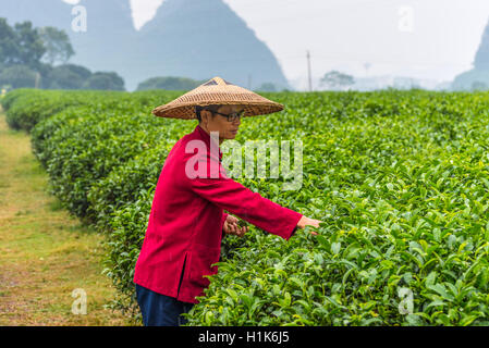 Porträt von chinesischen Bauern in traditionellen breitkrempigen Strohhut unter dem Regen - Blätter pflücken Tee im Feld Stockfoto