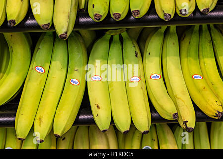 Bananen Herkunftsland Ecuador in britischer Supermarkt verkauft Stockfoto