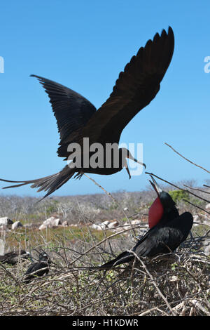 Herrliche Fregattvogels, Fregata magnificens, North Seymour, Galapagos, Ecuador Stockfoto