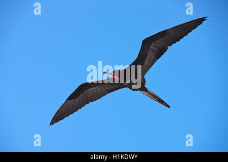 Herrliche Fregattvogels im Flug, Fregata magnificens, North Seymour, Galapagos, Ecuador Stockfoto
