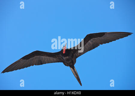 Herrliche Fregattvogels im Flug, Fregata magnificens, North Seymour, Galapagos, Ecuador Stockfoto