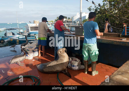 Fisch Markt, Puerto Ayora, Santa Cruz Insel, Galapagos, Ecuador Stockfoto